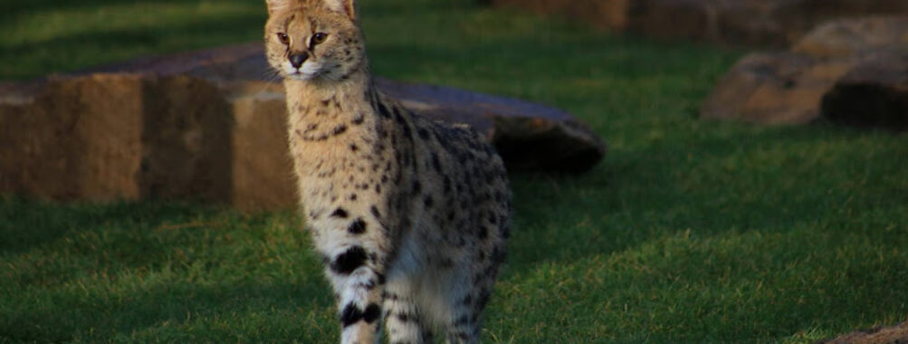 Ponderosa Zoo