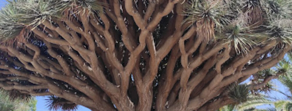 Árbol Drago Centenario