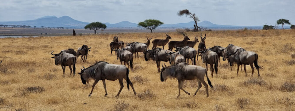 Tarangire National Park