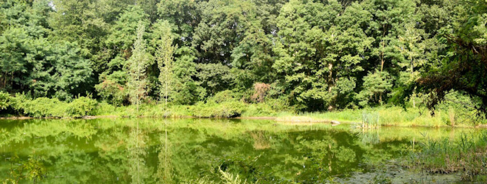 Forest Park