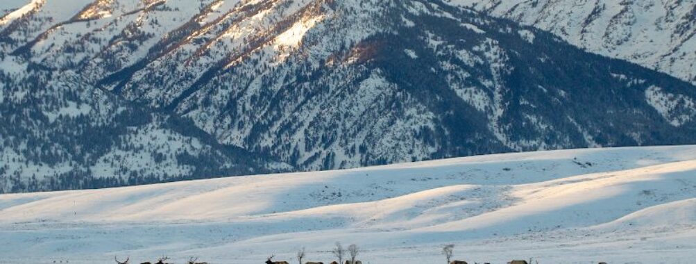 National Elk Refuge