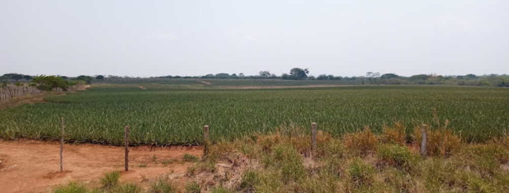 COSAMALOAPAN VERACRUZ