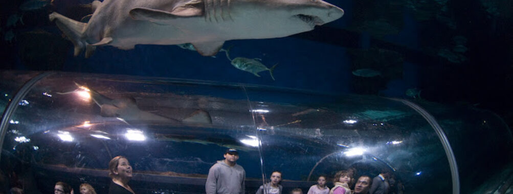 Blue Planet Aquarium