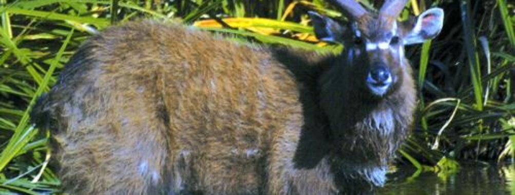 Saiwa Swamp National park