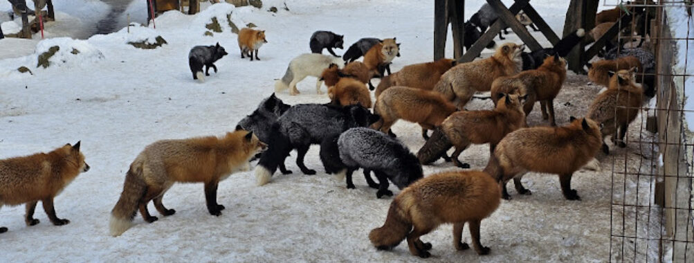 Zaō Fox Village