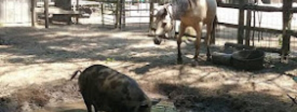 Winslow Farm Animal Sanctuary