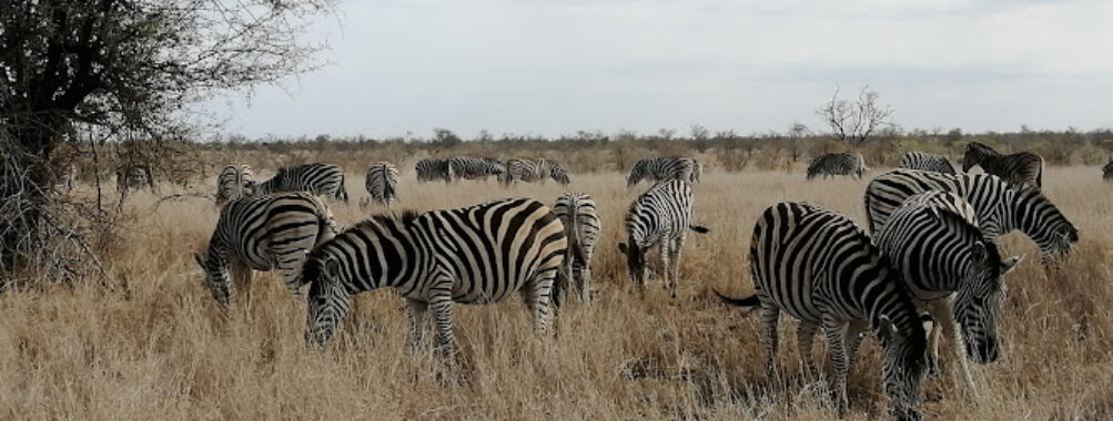Mozambique Experience