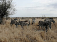 Mozambique Experience