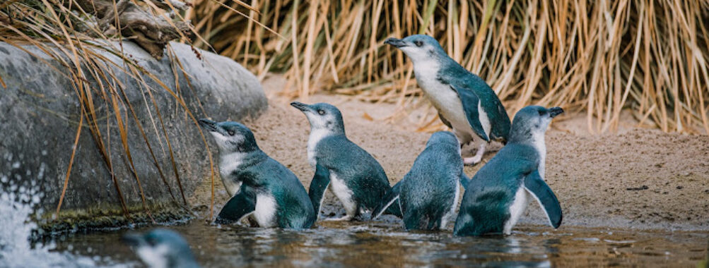 The National Aquarium of New Zealand