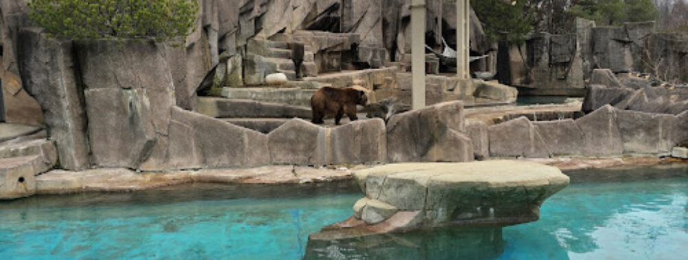 Harbor Seal Exhibit