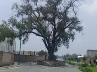 Árbol Embrujado – Mystical Ancient Tree in Paseos del Lago