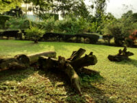 Jhalobia Landscaping Company and Botanical Garden in Lagos,Nigeria