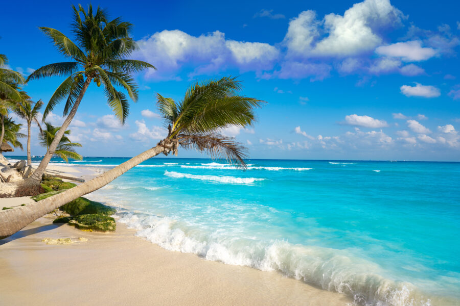 Palm trees swaying on Playa del Carmen beach, with soft sand and clear blue waters in the background, Mexico.