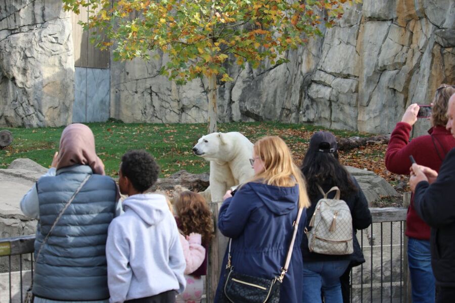 Polar bear at zoo during autumn, visitors watching and capturing photos.