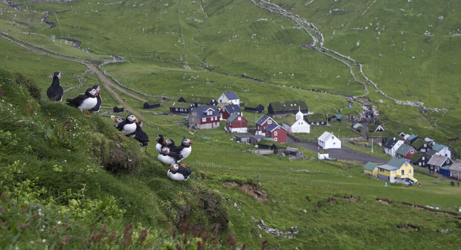 Puffins gathered on the grass by a village in Mykines, Faroe Islands, showcasing their colorful beaks and surroundings.