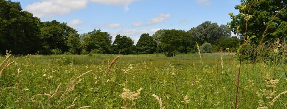 Purwell Ninesprings