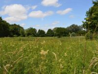 Purwell Ninesprings