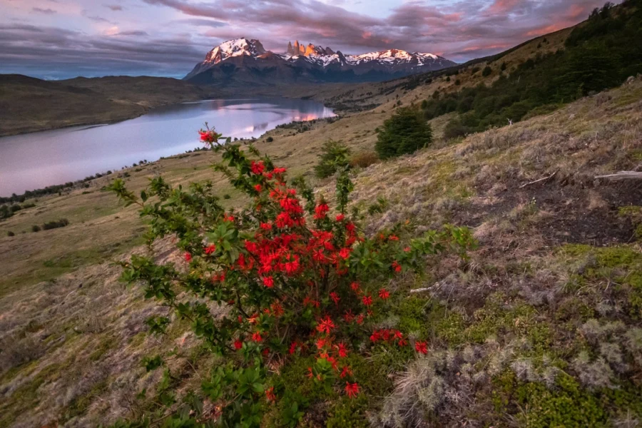 Red flowering bush by Patagonian lake with snowy mountains at sunrise landscape.