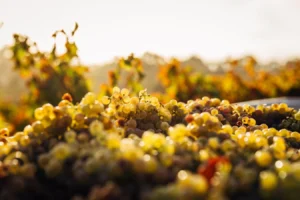 Backstage Brunello and Gourmet Wine-Food Tasting in Montalcino Review