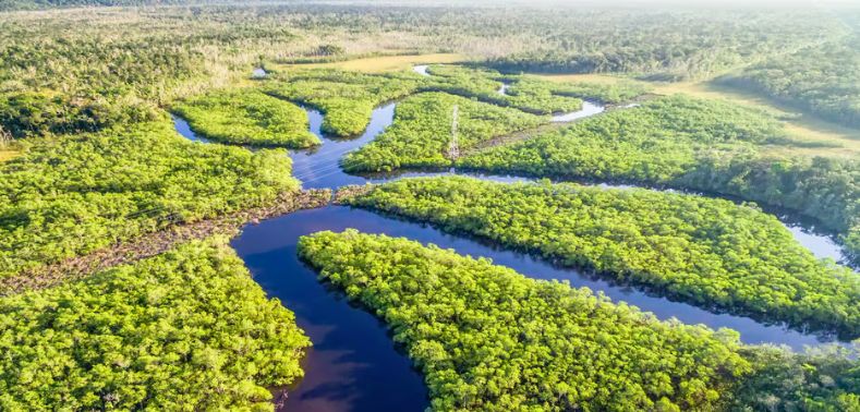 Aerial view of lush mangrove forest with winding waterways and vibrant green canopies.