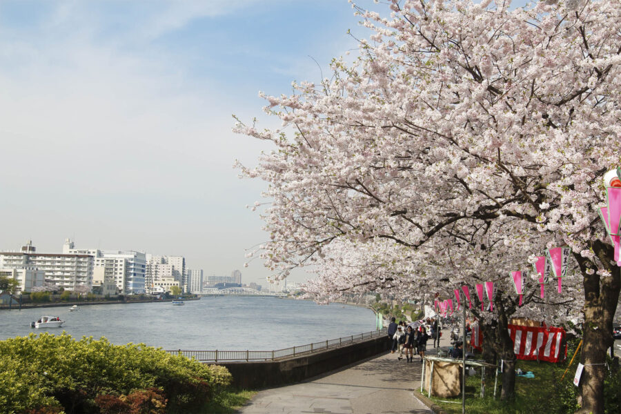 Sumida Park cherry blossoms lining riverside promenade in spring with walkers and lanterns.