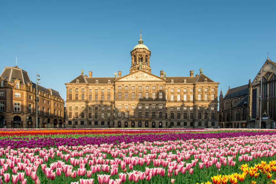 Vibrant display of tulips at Dam Square, Amsterdam, celebrating National Tulip Day with colorful blooms and festive atmosphere