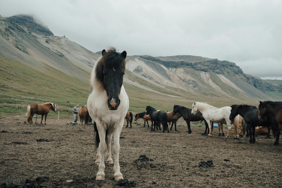 Scenic landscape with horses by rugged mountains, featuring a striking white and black horse.
