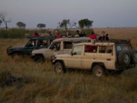 Africa Safari Trip Cost: Luxury Dreams Under $5000