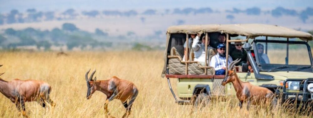 Serene safari: antelopes on savanna, safari vehicle, nature observers, vast landscape.