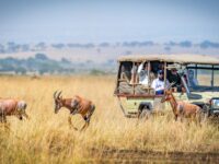 Serene safari: antelopes on savanna, safari vehicle, nature observers, vast landscape.