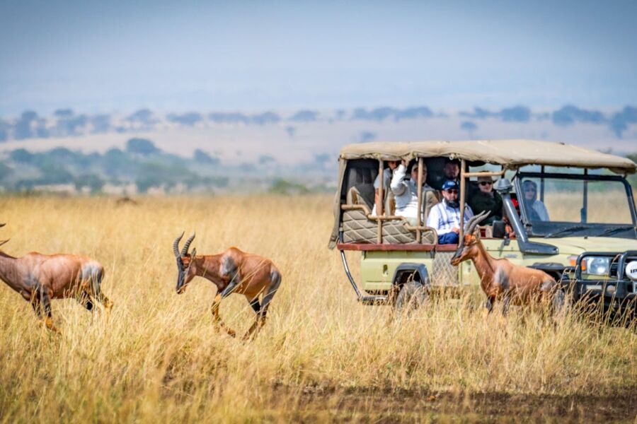 safari scene savanna