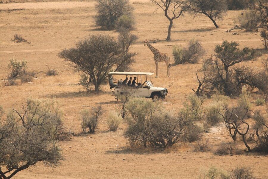 Safari jeep, arid savanna, curious tourists, grazing giraffe, wildlife adventure, African landscape.