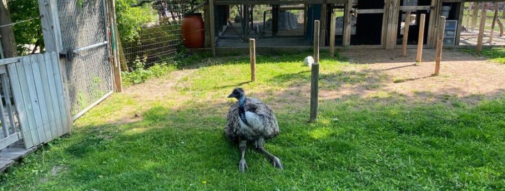 Saginaw Children’s Zoo
