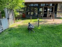 Saginaw Children’s Zoo
