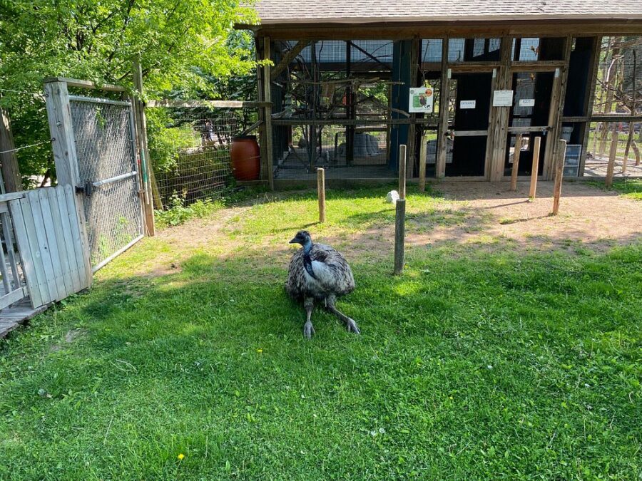Saginaw Children’s Zoo