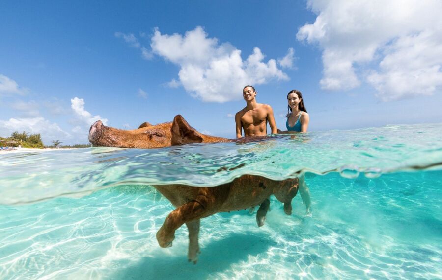 Man and woman enjoy swimming with a pig in the ocean at Sandy Toes Rose Island, Bahamas.