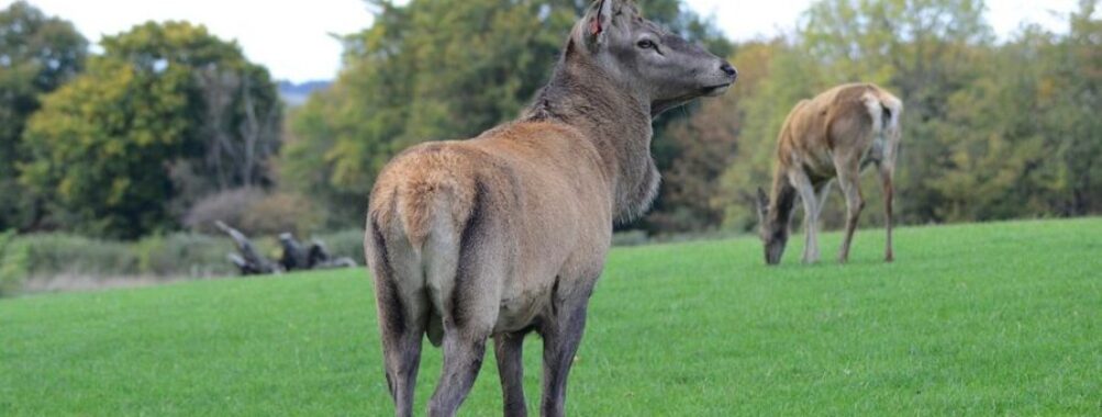 The Scottish Deer Centre