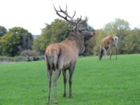 The Scottish Deer Centre