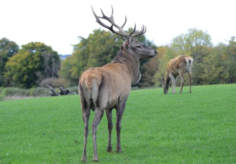 The Scottish Deer Centre