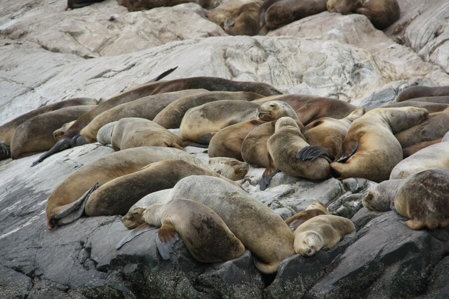 Sea lions lounging on rocky shoreline, displaying camaraderie and tranquility.