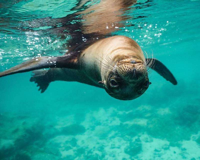 Playful sea lion swimming underwater, showcasing agility in turquoise ocean at Concha de Perla.