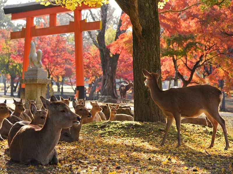 Autumn park scene with deer, vibrant foliage, and Japanese torii gate.