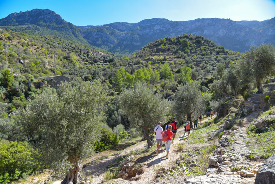 Hikers traverse the scenic Serra de Tramuntana mountains in Mallorca, surrounded by lush greenery and rocky terrain