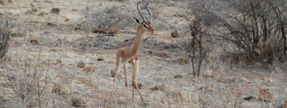Shaba National Reserve
