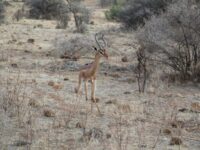 Shaba National Reserve