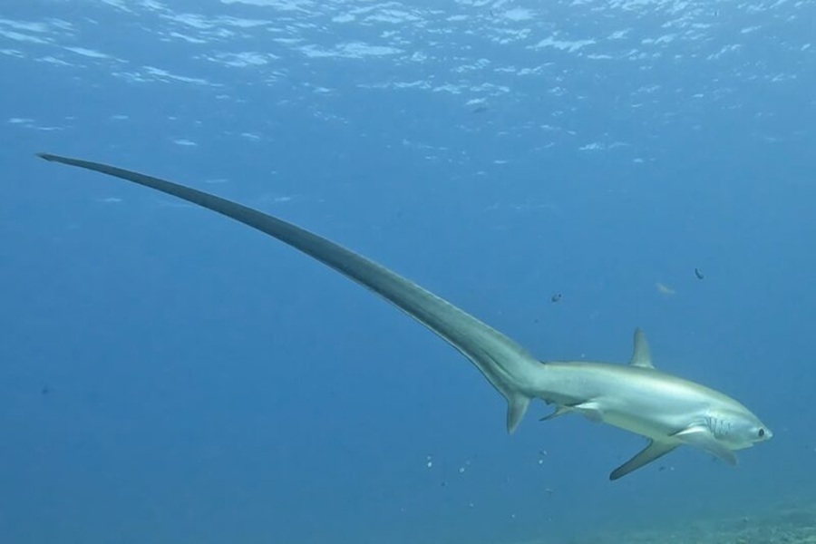 Thresher shark with long whip tail cruising in blue open ocean at Monad Shoal.