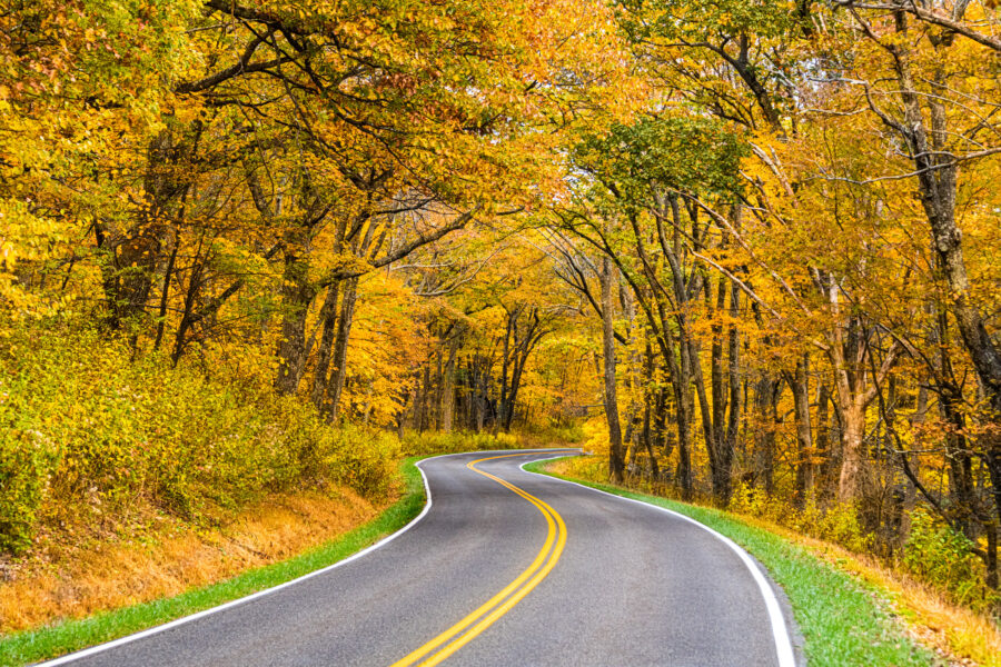 Vibrant autumn foliage along Skyline Drive in Shenandoah National Park, Virginia, showcasing rich reds, oranges, and yellows.