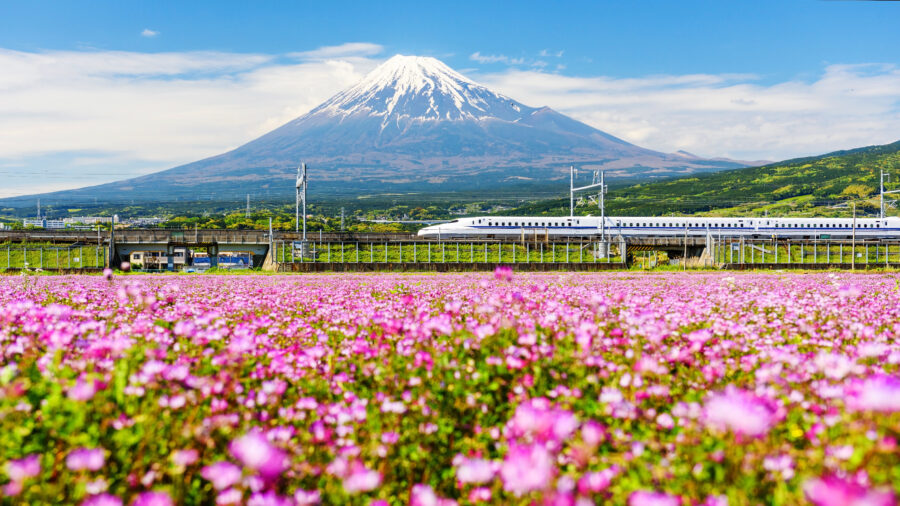 Shinkanzen or Bullet train run pass through Mt. Fuji and Shibazakura at spring, Shizuoka, Japan