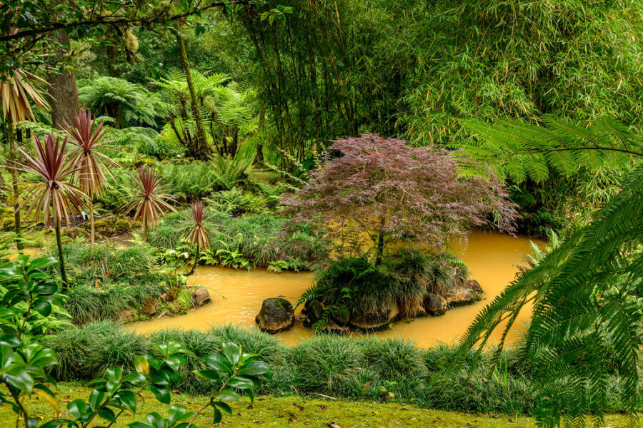 Terra Nostra Garden golden pond with small Japanese maple island and bamboo.
