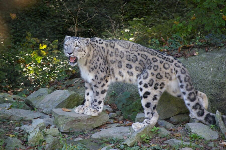 Majestic snow leopard stands alert on rocky terrain, surrounded by lush greenery and sunlight.